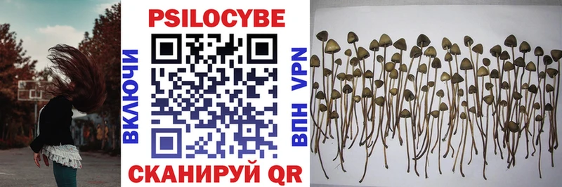 цены   Бронницы  Галлюциногенные грибы Psilocybine cubensis 